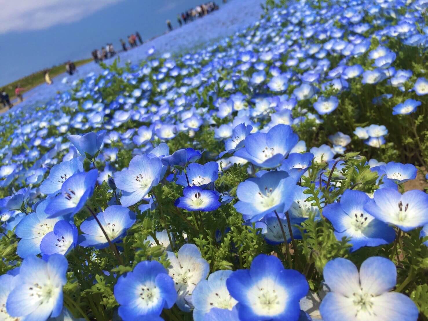 日本で1番綺麗にネモフィラが見れる ひたち海浜公園の魅力とは ちゃんちーぶろぐ