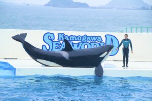 日本で2か所のみ シャチショーが見られる水族館 鴨川シーワールド ちゃんちーぶろぐ